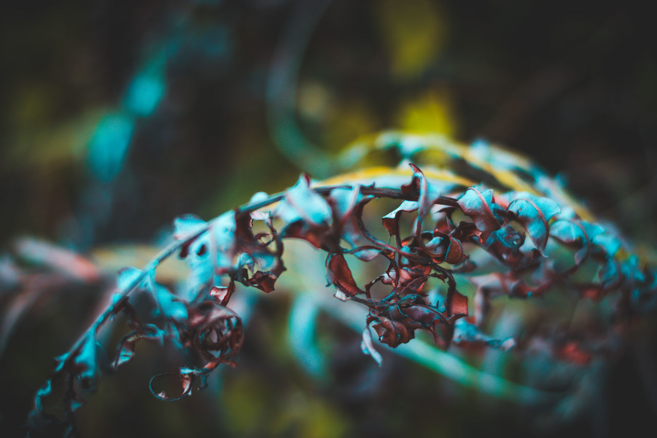 CLOSE-UP OF PLANT GROWING OUTDOORS