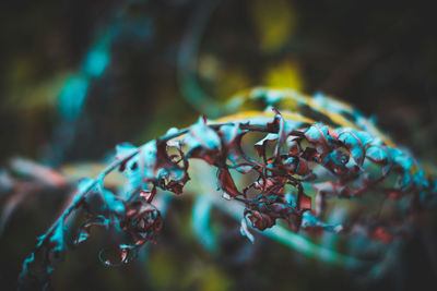 Close-up of berries on tree