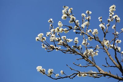 Branches of blooming cherry on soft blue sky background in sunny day. 