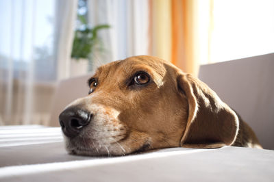 Close-up of dog