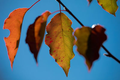 Close-up of leaves against clear sky