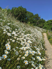 Flowering plants and trees on field against sky