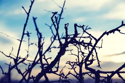 Low angle view of bare tree against sky