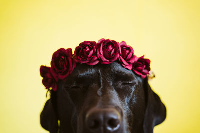 Black labrador dog wearing a crown of flowers over yellow background. spring or summer concept