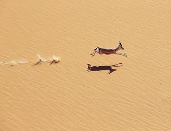 High angle view of fawn running in desert