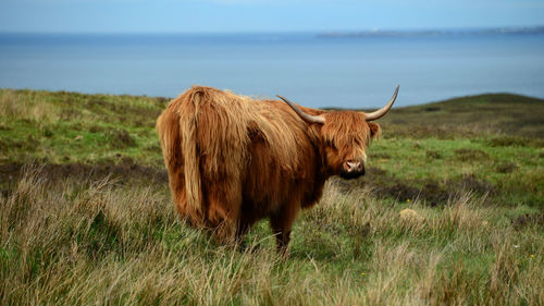 Cow standing on field against sky