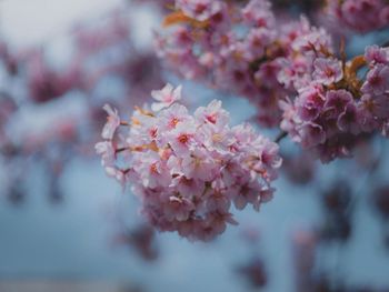 Close-up of purple flowering plant