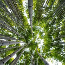 Low angle view of bamboo trees in forest