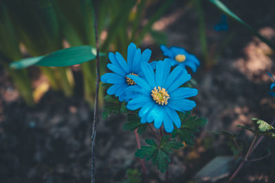 Close-up of blue flowering plant