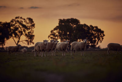 Horses in a field
