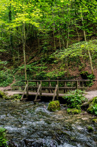 Plants growing in river in forest