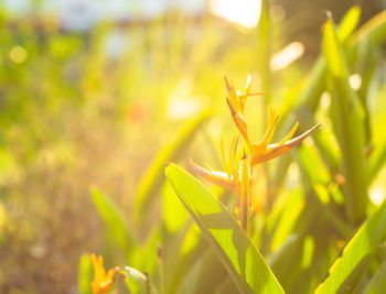 Close-up of yellow plant on field