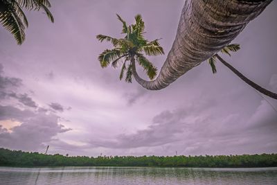 Scenic view of palm tree by lake against sky