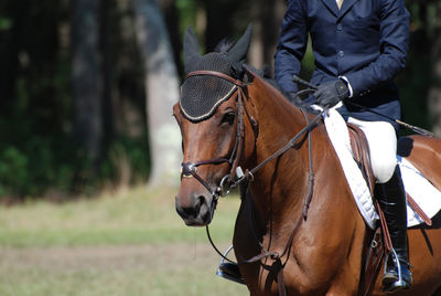 Horse and rider in the hunter show ring strutting their stuff.