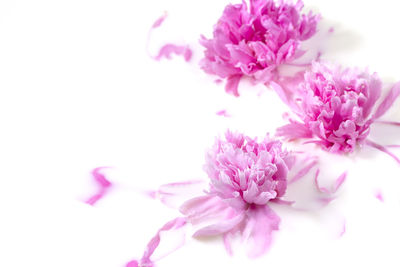 Close-up of pink flowers against white background