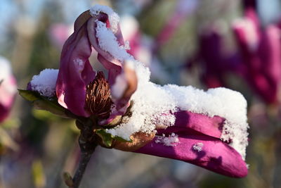 Close-up of pink rose