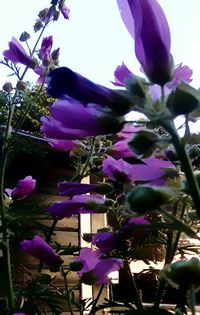 Close-up of purple flowers