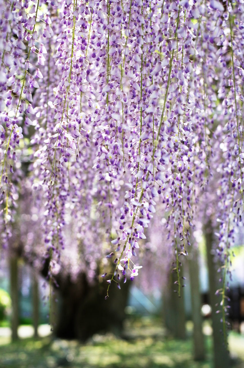 flower, freshness, growth, fragility, purple, beauty in nature, selective focus, nature, focus on foreground, close-up, tree, blooming, blossom, plant, petal, in bloom, day, springtime, outdoors, no people