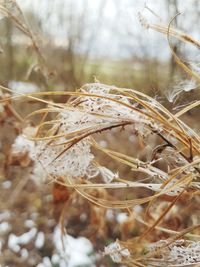 Close-up of dry plant