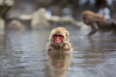 Close-up of monkey in hot spring