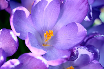 Close-up of purple flowers