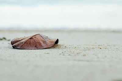 Surface level of dry leaf on beach against sky