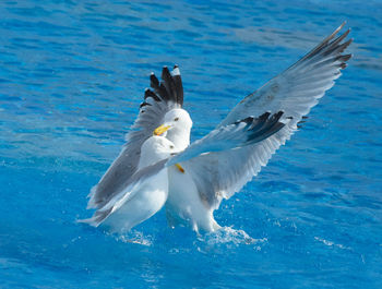 Seagulls fighting