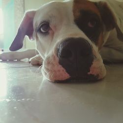 Close-up portrait of dog