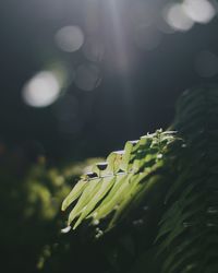 Close-up of fresh green plant