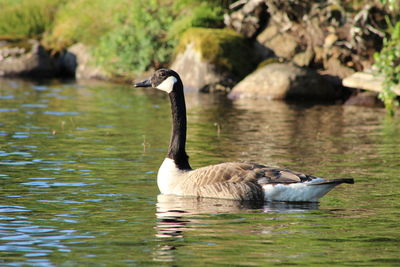 Duck swimming in lake