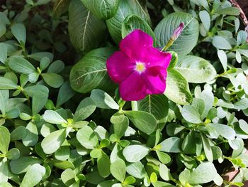 Close-up of pink cosmos blooming outdoors