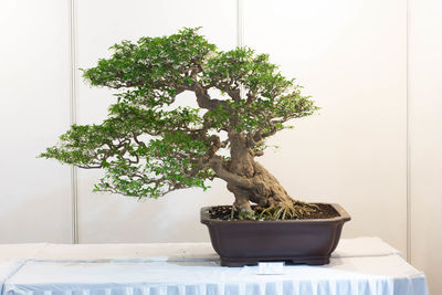 bonsai