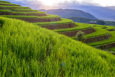 Scenic view of agricultural field against sky