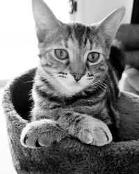 Portrait of cat sitting