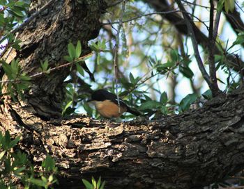 Close-up of bird perching on tree trunk