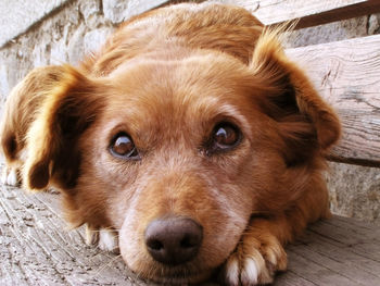 Portrait of dog