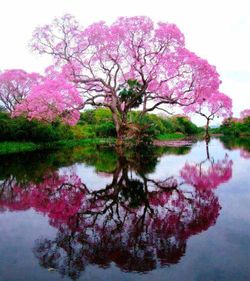 Reflection of trees in calm lake