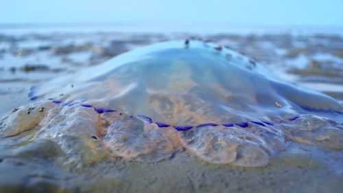 Close-up of shell on beach