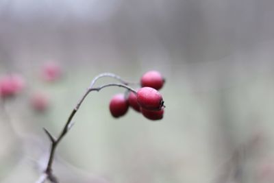 Close-up of red berries growing on tree