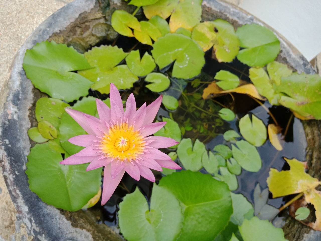 HIGH ANGLE VIEW OF WATER LILY ON PLANT
