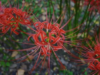 Close-up of red flower