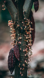 Close-up of plant