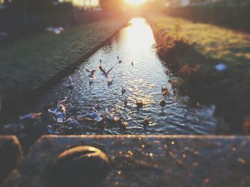 Ducks floating on lake during sunset