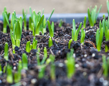 Close-up of seedlings growing on field