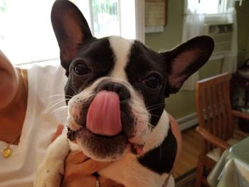 Close-up portrait of dog sticking out tongue