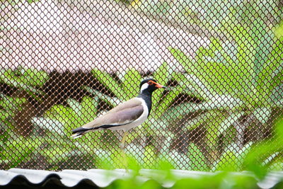 Bird perching on a fence