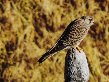 Close-up of bird