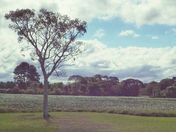 Trees on field against sky