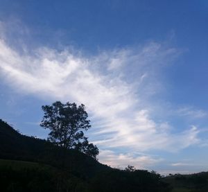 Low angle view of tree against sky