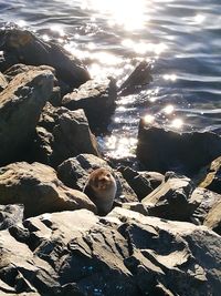 High angle view of crab on rock